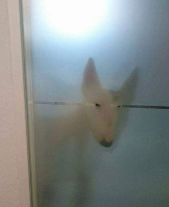 35 fotos de animais mais absurdas que simplesmente não podem ser explicadas 15