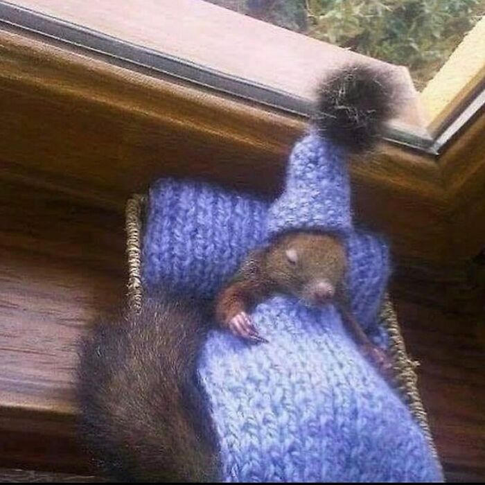 35 fotos de animais mais absurdas que simplesmente não podem ser explicadas 16