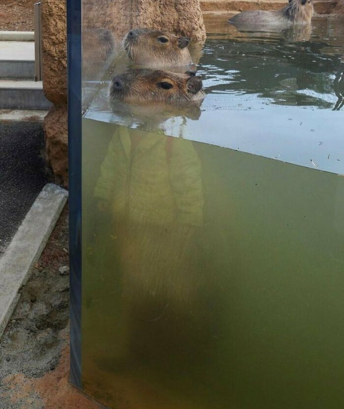 35 fotos de animais mais absurdas que simplesmente não podem ser explicadas 17