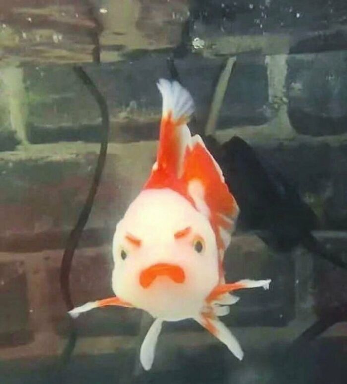 35 fotos de animais mais absurdas que simplesmente não podem ser explicadas 19