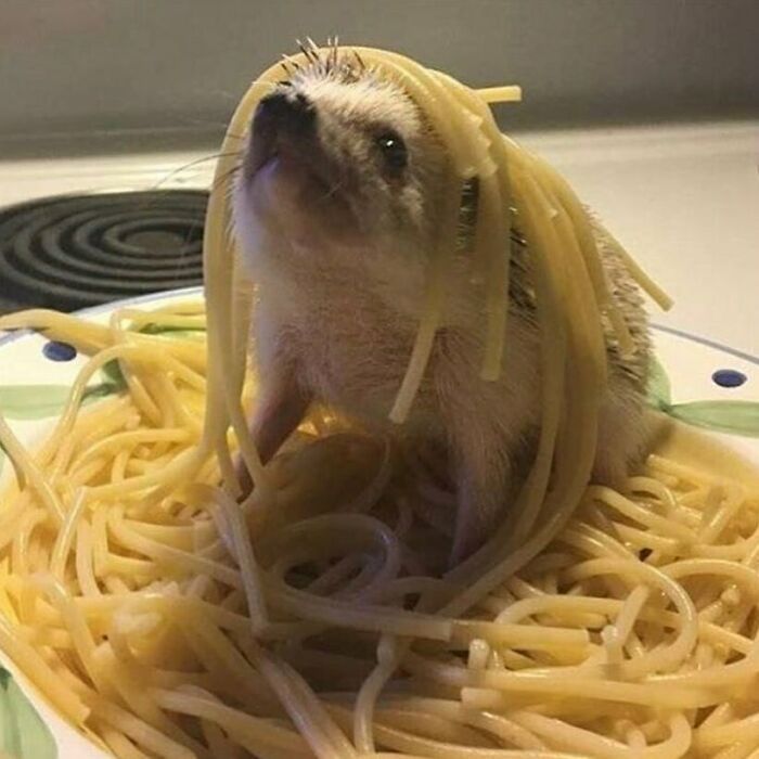 35 fotos de animais mais absurdas que simplesmente não podem ser explicadas 21