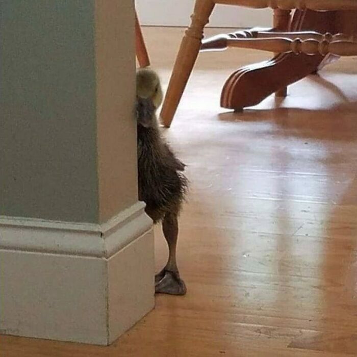 35 fotos de animais mais absurdas que simplesmente não podem ser explicadas 23