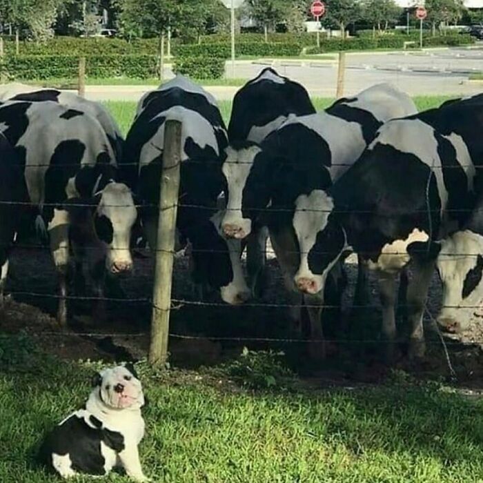 35 fotos de animais mais absurdas que simplesmente não podem ser explicadas 26