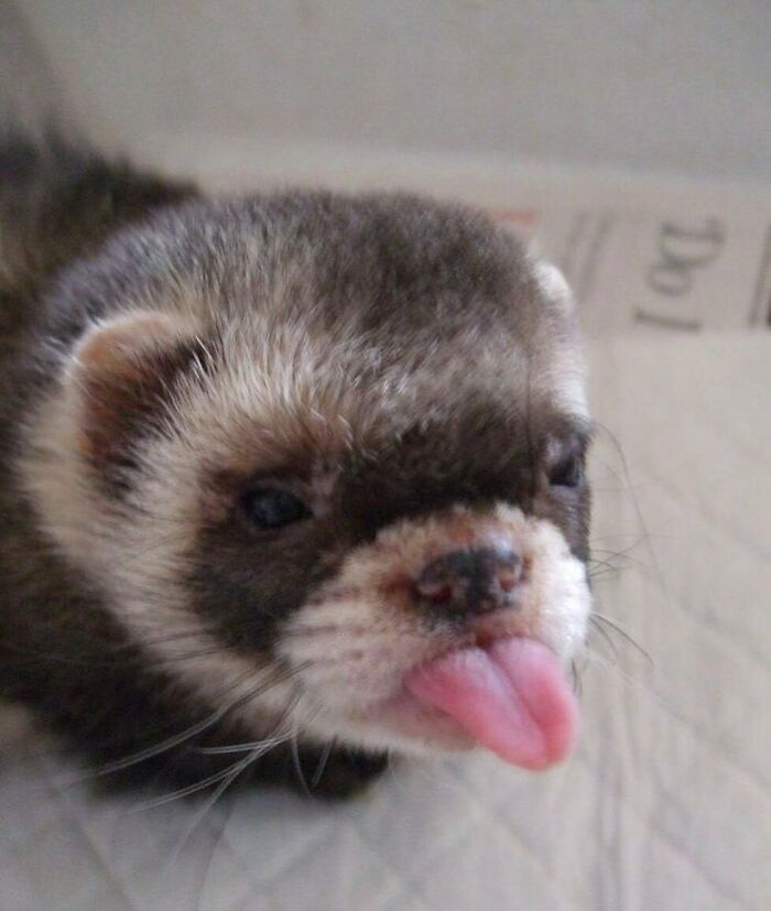 35 fotos de animais mais absurdas que simplesmente não podem ser explicadas 28