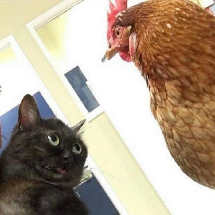 35 fotos de animais mais absurdas que simplesmente não podem ser explicadas 29