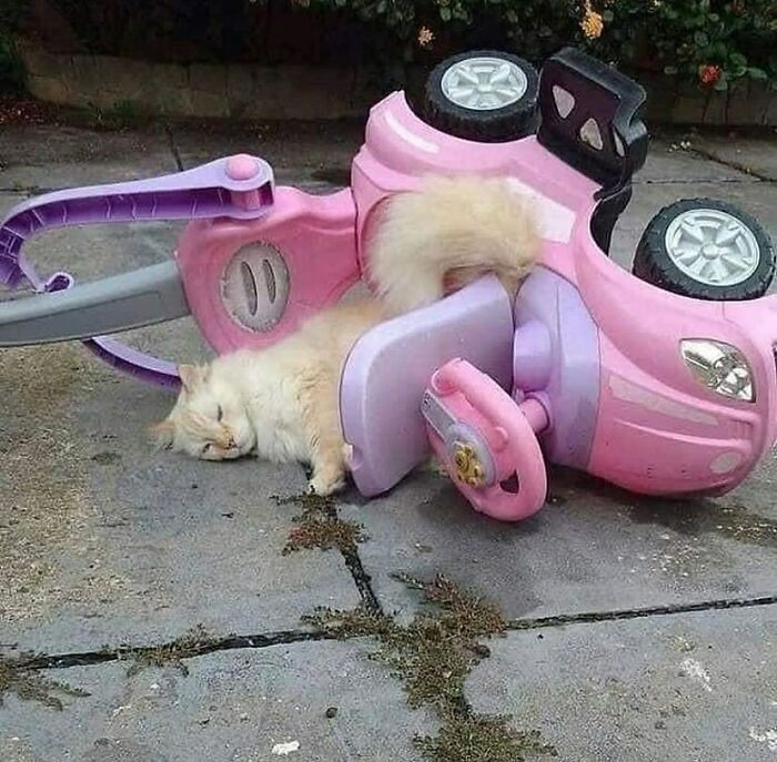 35 fotos de animais mais absurdas que simplesmente não podem ser explicadas 30