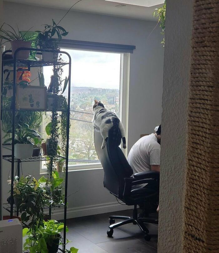 35 fotos de animais mais absurdas que simplesmente não podem ser explicadas 31