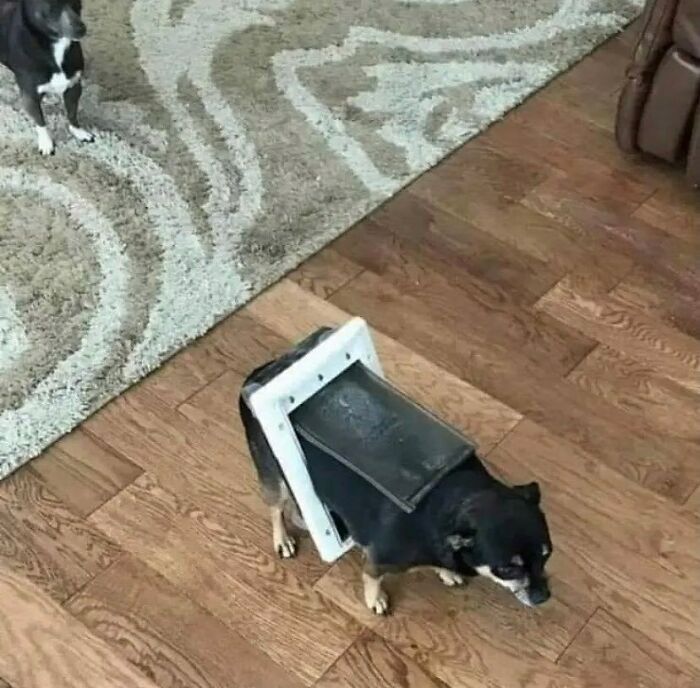 35 fotos de animais mais absurdas que simplesmente não podem ser explicadas 33