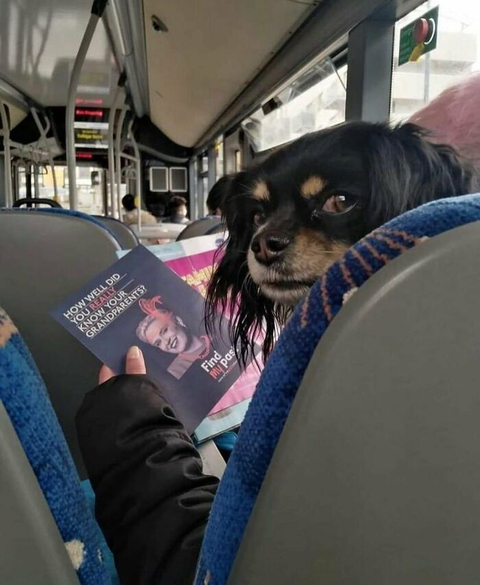 35 fotos de animais mais absurdas que simplesmente não podem ser explicadas 35