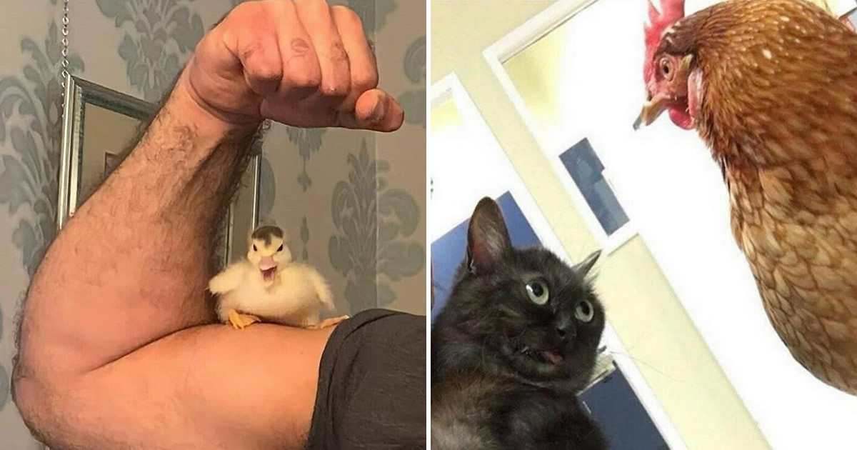 35 fotos de animais mais absurdas que simplesmente não podem ser explicadas