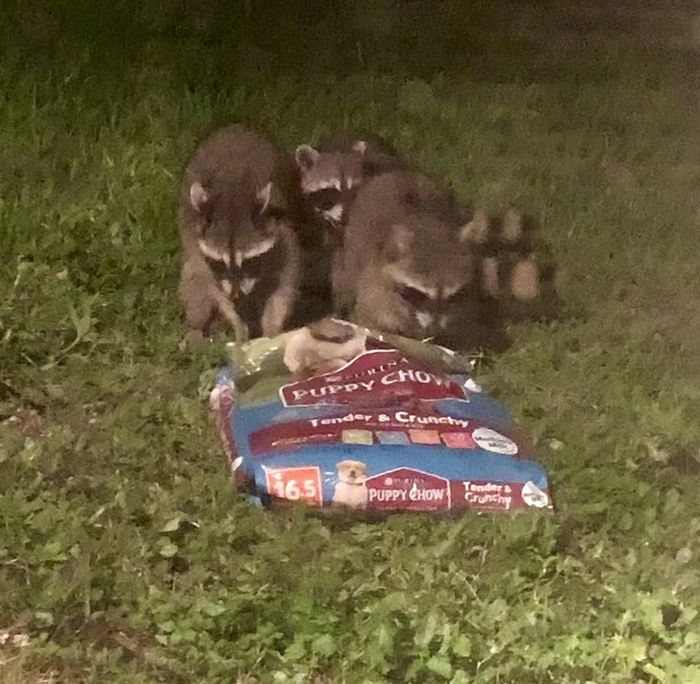 15 fotos que mostram momentos inesperados que acontecem quando você menos espera 6