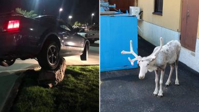 15 fotos que mostram momentos inesperados que acontecem quando você menos espera 22