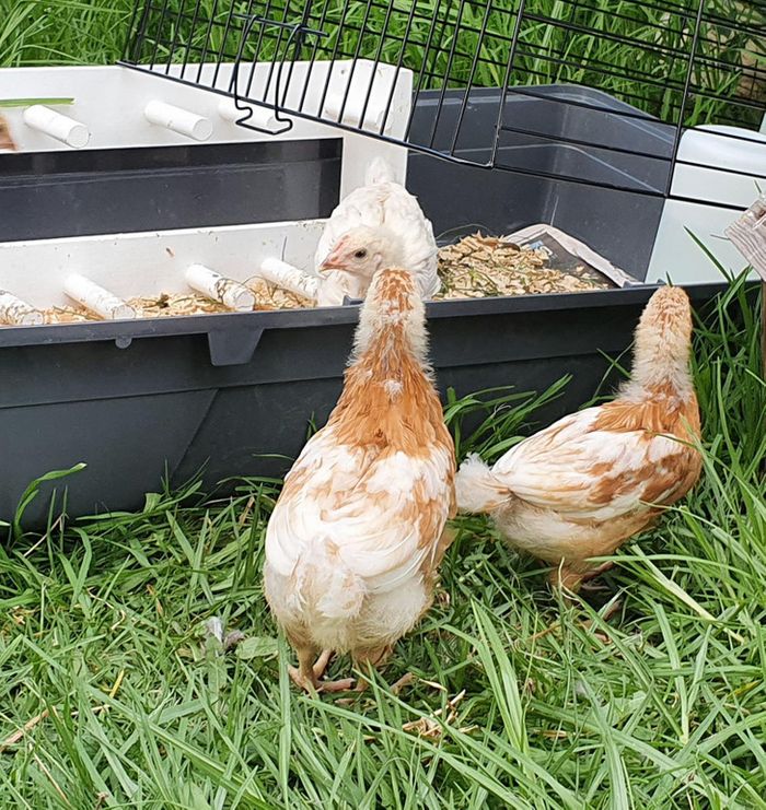 18 fotos que você não pode ver corretamente na primeira vez 5