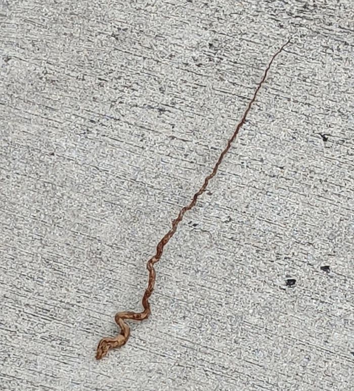 18 fotos que você não pode ver corretamente na primeira vez 6