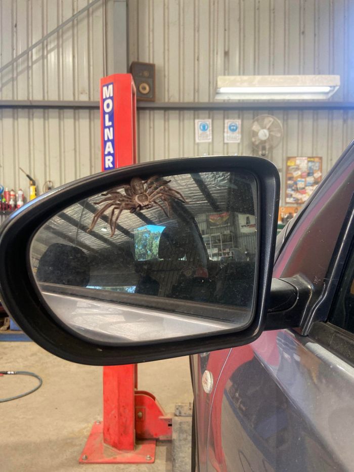 18 fotos que você não pode ver corretamente na primeira vez 7