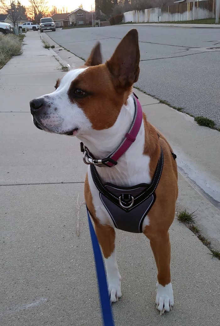 18 fotos que você não pode ver corretamente na primeira vez 18