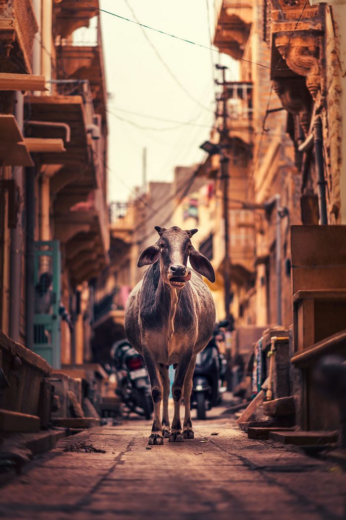 O lado tranquilo da vida urbana nas ruas estreitas do sul da Ásia (36 fotos) 20