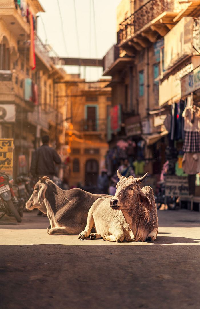 O lado tranquilo da vida urbana nas ruas estreitas do sul da Ásia (36 fotos) 33