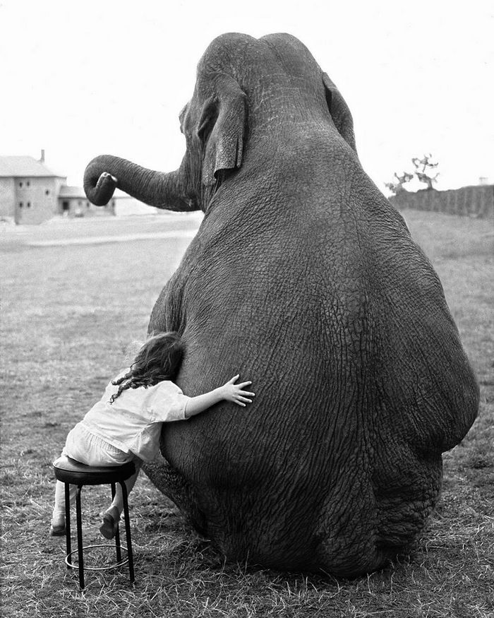 42 fotos de animais poderosas da página do Instagram “The Decisive Moments Magazine” 4