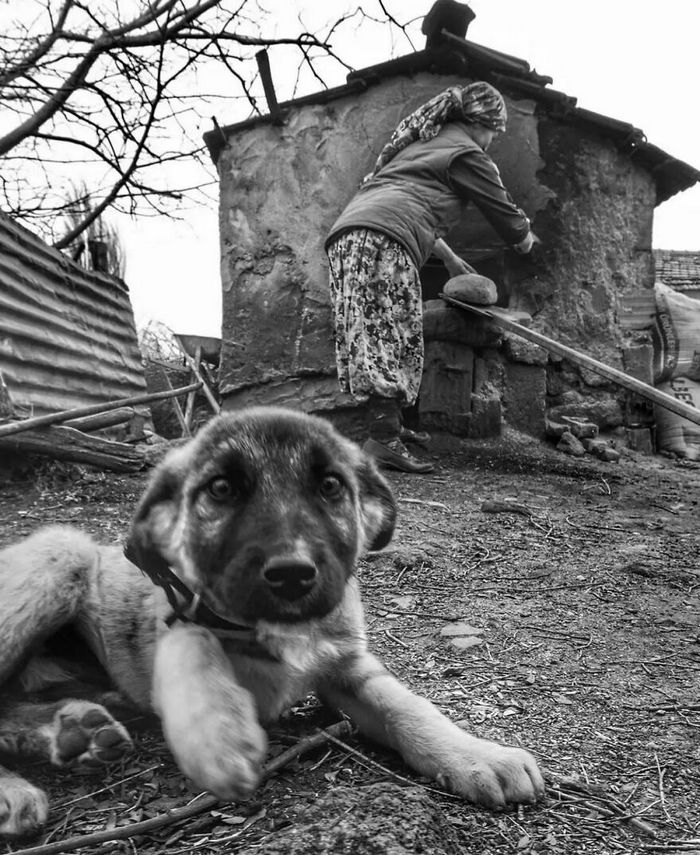 42 fotos de animais poderosas da página do Instagram “The Decisive Moments Magazine” 8