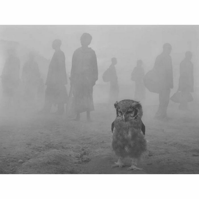 42 fotos de animais poderosas da página do Instagram “The Decisive Moments Magazine” 9