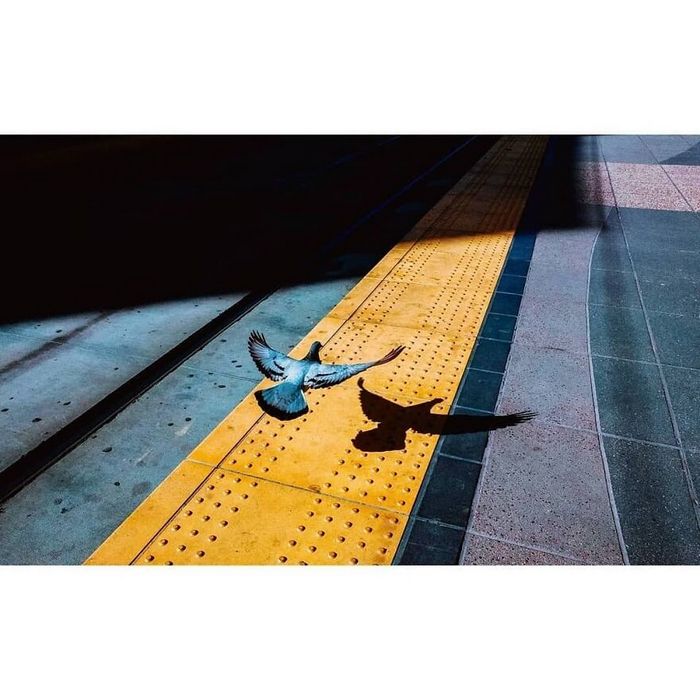 42 fotos de animais poderosas da página do Instagram “The Decisive Moments Magazine” 12