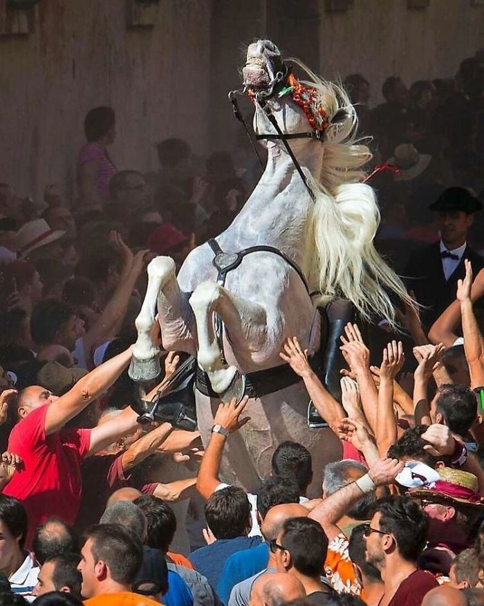 42 fotos de animais poderosas da página do Instagram “The Decisive Moments Magazine” 19