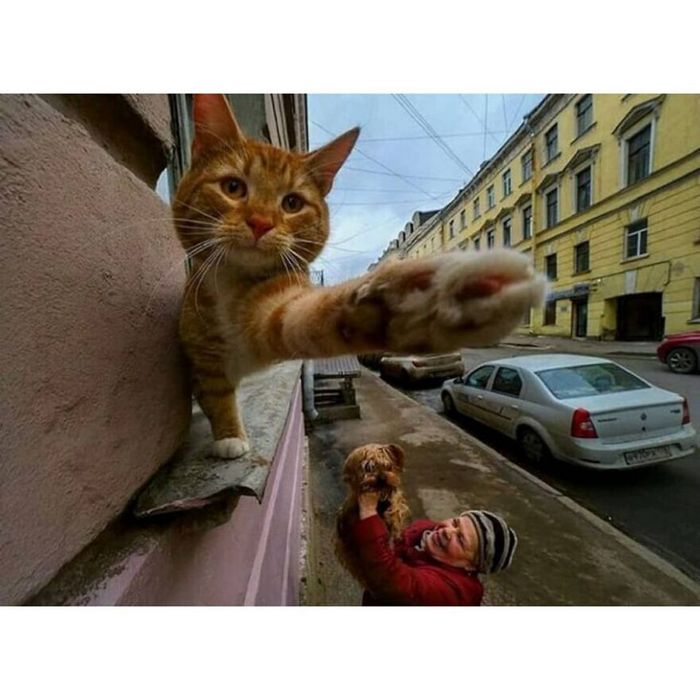 42 fotos de animais poderosas da página do Instagram “The Decisive Moments Magazine” 20