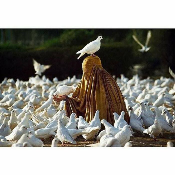 42 fotos de animais poderosas da página do Instagram “The Decisive Moments Magazine” 21