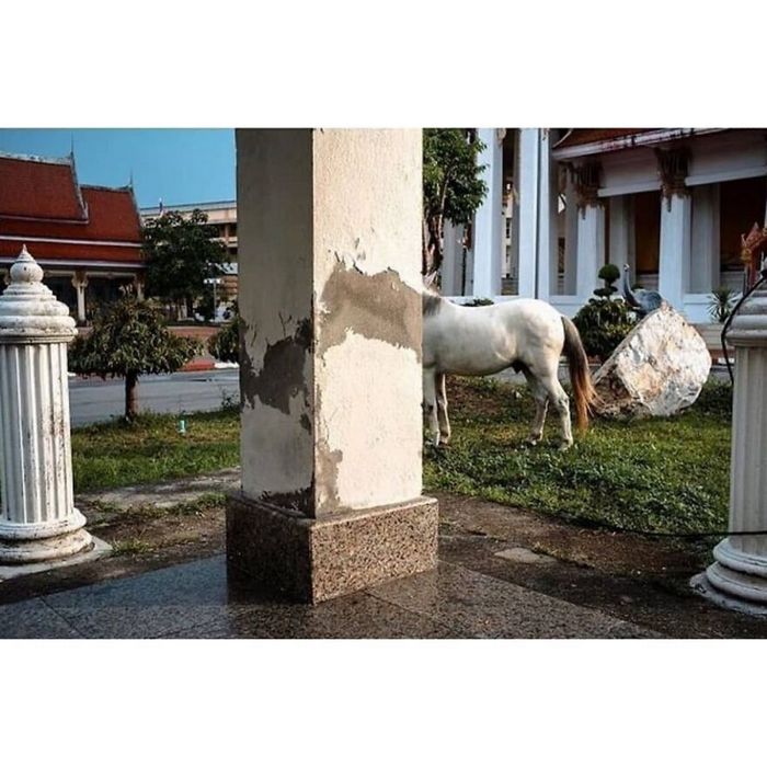 42 fotos de animais poderosas da página do Instagram “The Decisive Moments Magazine” 22