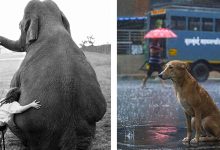 42 fotos de animais poderosas da página do Instagram “The Decisive Moments Magazine” 10