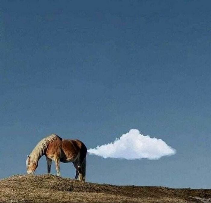 42 fotos de animais poderosas da página do Instagram “The Decisive Moments Magazine” 23