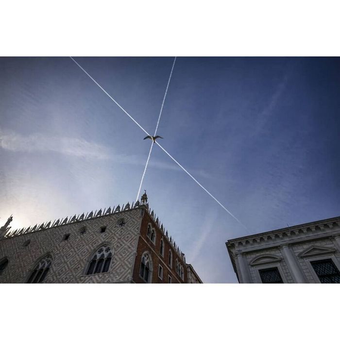 42 fotos de animais poderosas da página do Instagram “The Decisive Moments Magazine” 24