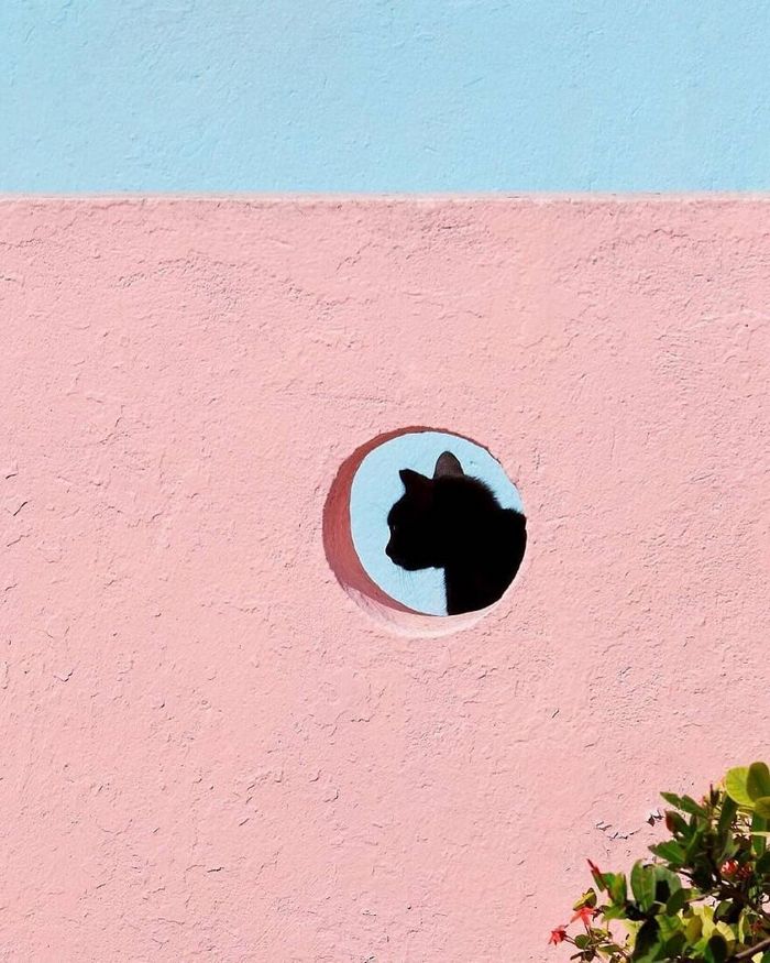 42 fotos de animais poderosas da página do Instagram “The Decisive Moments Magazine” 25