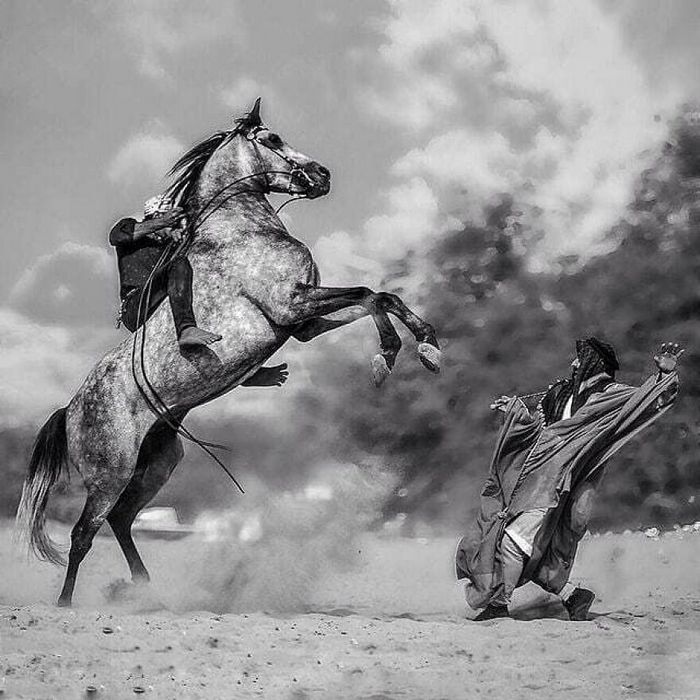 42 fotos de animais poderosas da página do Instagram “The Decisive Moments Magazine” 26