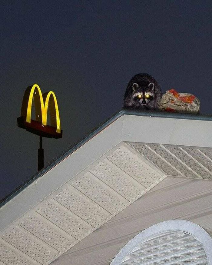 42 fotos de animais poderosas da página do Instagram “The Decisive Moments Magazine” 27