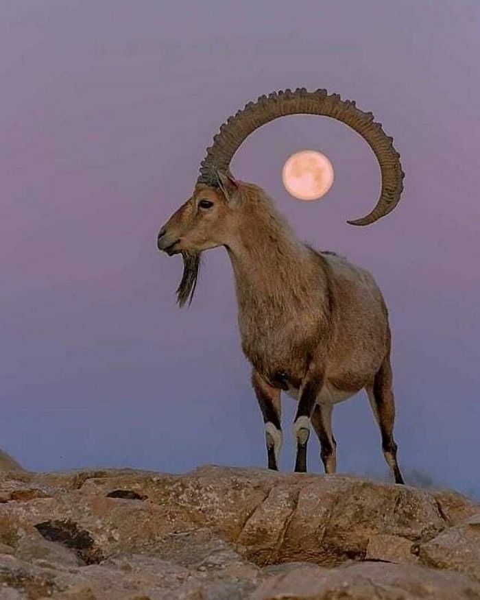 42 fotos de animais poderosas da página do Instagram “The Decisive Moments Magazine” 28