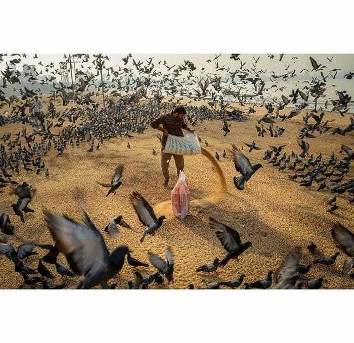 42 fotos de animais poderosas da página do Instagram “The Decisive Moments Magazine” 29