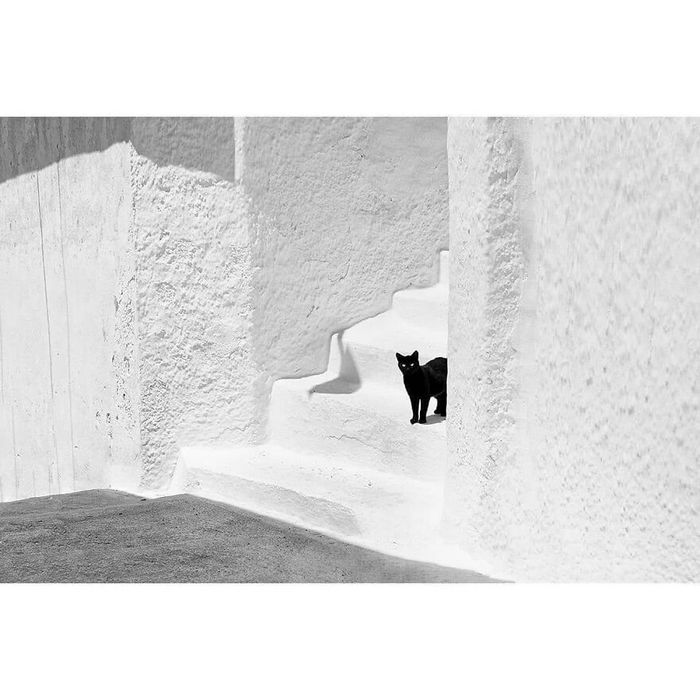 42 fotos de animais poderosas da página do Instagram “The Decisive Moments Magazine” 30