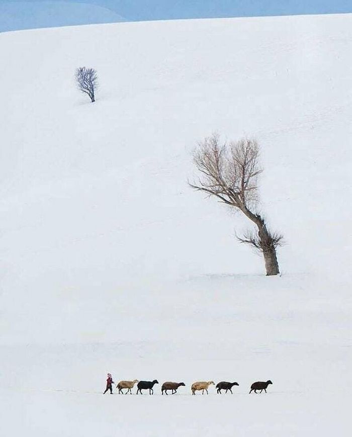 42 fotos de animais poderosas da página do Instagram “The Decisive Moments Magazine” 31