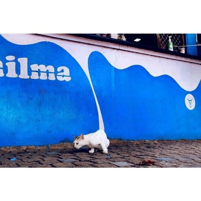42 fotos de animais poderosas da página do Instagram “The Decisive Moments Magazine” 34