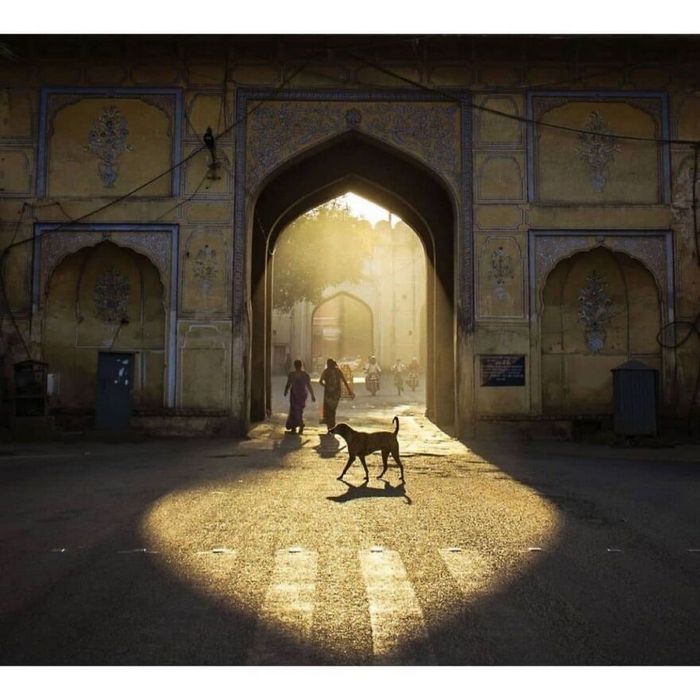 42 fotos de animais poderosas da página do Instagram “The Decisive Moments Magazine” 37