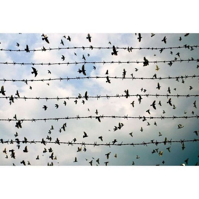 42 fotos de animais poderosas da página do Instagram “The Decisive Moments Magazine” 41