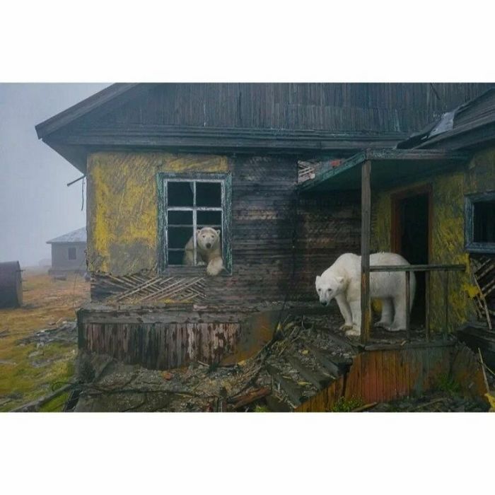 42 fotos de animais poderosas da página do Instagram “The Decisive Moments Magazine” 42