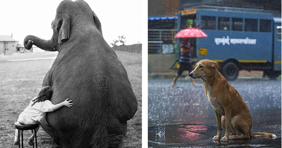 42 fotos de animais poderosas da página do Instagram “The Decisive Moments Magazine”