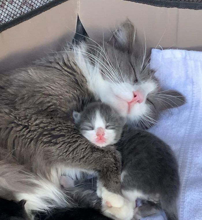 15 fotos que derreteram nossos corações mais rápido do que o sol 6