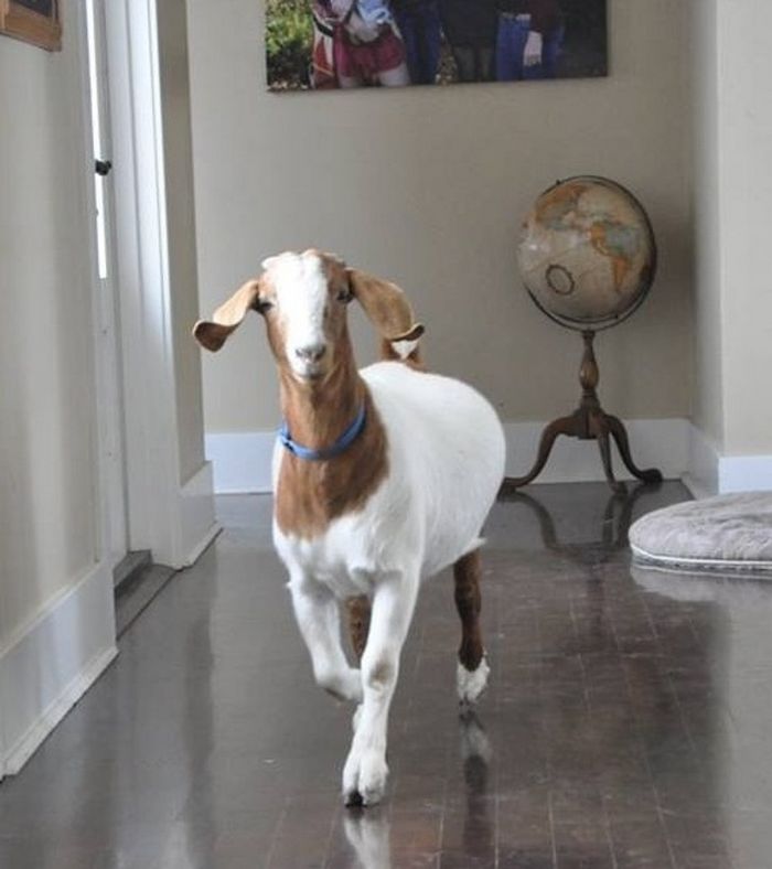 15 fotos que derreteram nossos corações mais rápido do que o sol 11