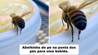 15 fotos que derreteram nossos corações mais rápido do que o sol 32