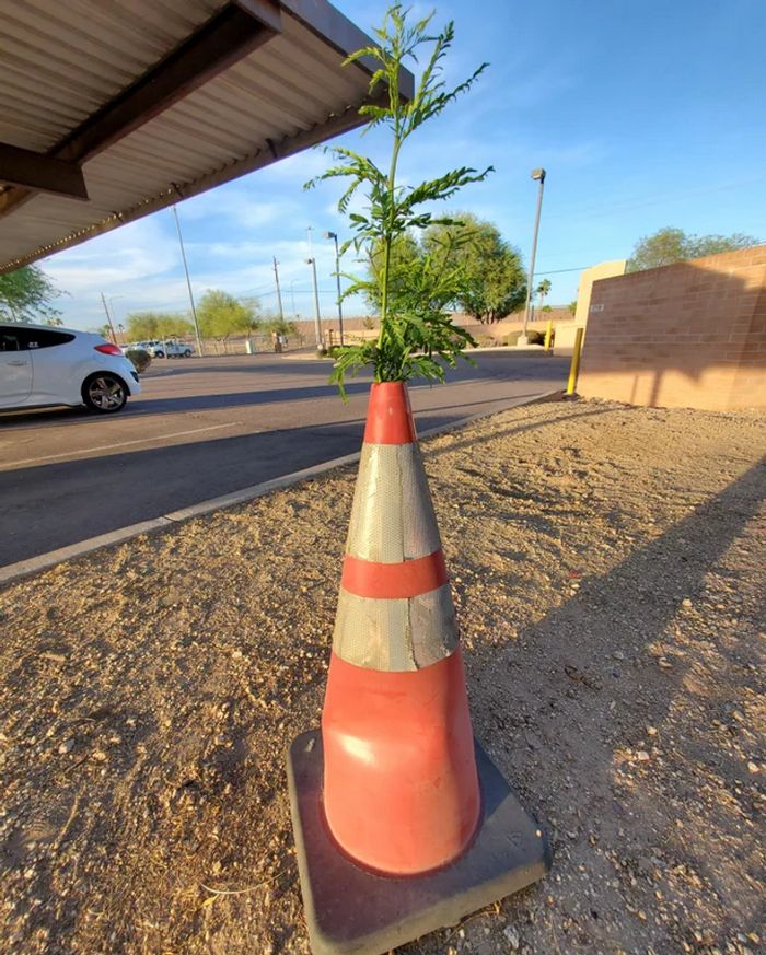 18 fotos que mostram que o mundo está cheio de coisas especiais, e você pode encontrá-las em todos os lugares 15