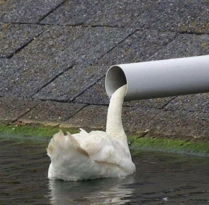 16 fotos que provam por que a perspectiva é fundamental 13